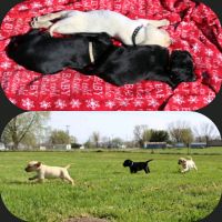 Labrador Retriever Puppies for sale in Braymer, Missouri. price: $1,000