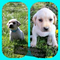 Labrador Retriever Puppies for sale in Braymer, Missouri. price: $1,200