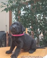 Labrador Retriever Puppies for sale in Shrewsbury, Massachusetts. price: $2,200