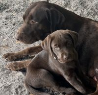 Labrador Retriever Puppies for sale in Melbourne, Florida. price: $900