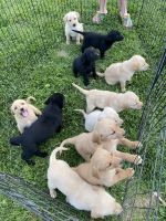 Labrador Retriever Puppies for sale in Bardstown, Kentucky. price: $300