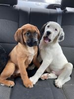 Labrador Retriever Puppies for sale in Warner, New Hampshire. price: $300