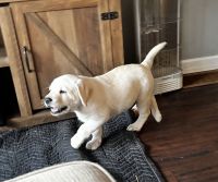 Jett AKC - Special Needs