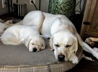 Jett AKC - Special Needs