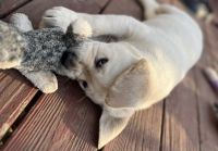 Jett AKC - Special Needs