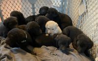 Labrador Retriever Puppies for sale in Bonners Ferry, Idaho. price: NA