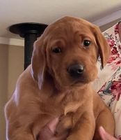 Labrador Retriever Puppies for sale in Napa, California. price: $1,800