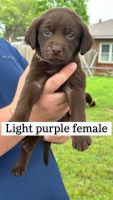 Labrador Retriever Puppies for sale in Copperas Cove, Texas. price: $900
