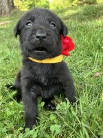 Labrador Retriever Puppies for sale in Mt. Airy, North Carolina. price: $600