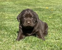 Labrador Retriever Puppies for sale in Bedford, Pennsylvania. price: NA
