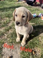 Labrador Retriever Puppies for sale in Miles City, Montana. price: $450