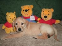 Labrador Retriever Puppies for sale in Caldwell, OH 43724, USA. price: $550