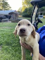 Labrador Retriever Puppies for sale in Greenwood, South Carolina. price: $500