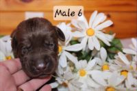 Labrador Retriever Puppies for sale in Viola, Illinois. price: $40,000