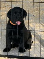 Labrador Retriever Puppies for sale in Miami Gardens, FL, USA. price: $400