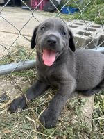 Labrador Retriever Puppies for sale in Morris, Illinois. price: $850