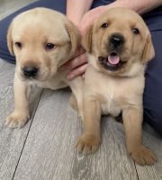 Labrador Retriever Puppies for sale in Toronto, Ontario. price: $800