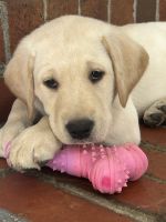 Labrador Retriever Puppies for sale in Rocky Mount, North Carolina. price: $900