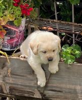 Labrador Retriever Puppies for sale in Riverside, California. price: $1,500