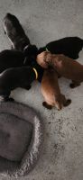 Labrador Retriever Puppies for sale in Laveen, Arizona. price: $400
