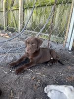 Labrador Retriever Puppies for sale in Melbourne, Florida. price: $500