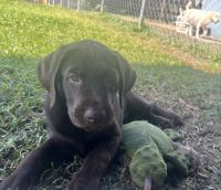 Labrador Retriever Puppies for sale in Melbourne, Florida. price: $900