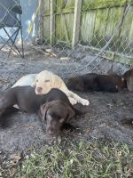 Labrador Retriever Puppies for sale in Melbourne, Florida. price: $500