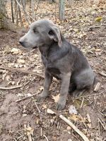 Labrador Retriever Puppies for sale in Askov, Minnesota. price: $500
