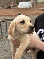 Labrador Retriever Puppies for sale in Asheboro, North Carolina. price: $1,500