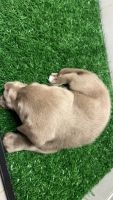 Labrador Retriever Puppies for sale in Pittsburgh, Pennsylvania. price: $2,000
