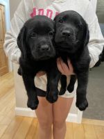 Labrador Retriever Puppies for sale in Parkersburg, West Virginia. price: $1,200