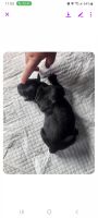 Labrador Retriever Puppies for sale in Taylors, South Carolina. price: $800