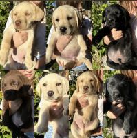 Labrador Retriever Puppies for sale in Lara, Victoria. price: $1,500