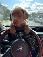 Labrador Retriever Puppies for sale in Hialeah, Florida. price: NA