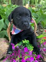Labrador Retriever Puppies for sale in Mt. Airy, North Carolina. price: $600