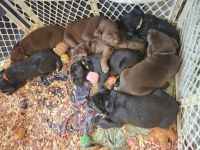 Labrador Retriever Puppies for sale in Rolesville, North Carolina. price: $500