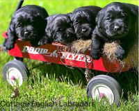 Labrador Retriever Puppies for sale in Denver, Colorado. price: $1,500