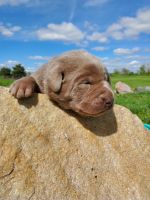 Labrador Retriever Puppies for sale in Bellevue, Michigan. price: $1,000
