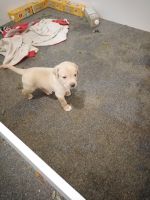 Labrador Retriever Puppies for sale in Noble Park, Victoria. price: $800
