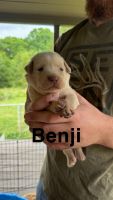 Labrador Retriever Puppies for sale in Anderson, South Carolina. price: $850