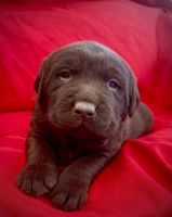 Labrador Retriever Puppies for sale in Hesperia, California. price: $3,000