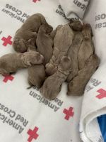 Labrador Retriever Puppies for sale in Andrews, South Carolina. price: $900