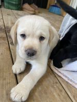 Labrador Retriever Puppies for sale in Robbins, North Carolina. price: $400