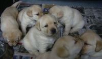 Labrador Retriever Puppies for sale in Knoxville, TN, USA. price: $500