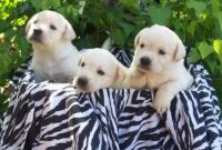 Labrador Retriever Puppies for sale in Louisville, KY, USA. price: $500