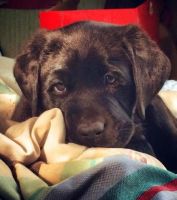 Labrador Retriever Puppies for sale in Columbia, SC, USA. price: $500