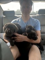 Chocolate Lab puppies
