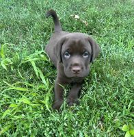 Chocolate Lab puppies