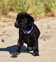 English Labrador puppy