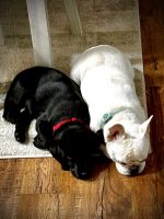English Labrador puppy